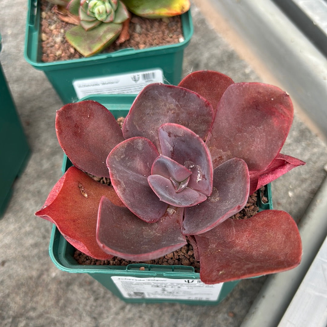 Echeveria 'Saigon'