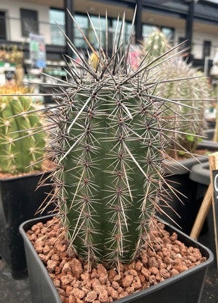 Carnegiea gigantea (saguaro)