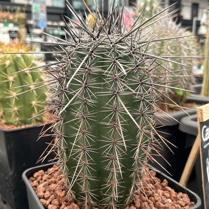 Carnegiea gigantea (Saguaro)