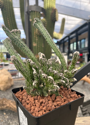 Monvillea spegazzinii f. cristata.