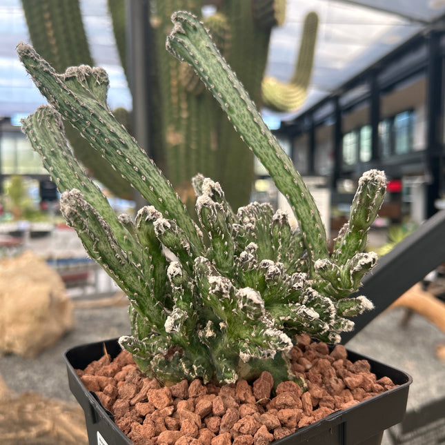 Monvillea spegazzinii f. cristata