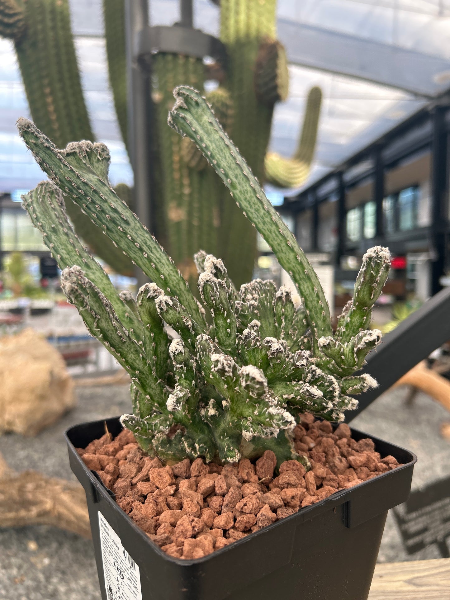 Monvillea spegazzinii f. cristata