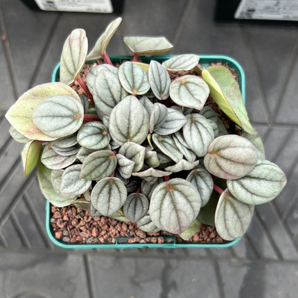 Peperomia 'Napoli nights'