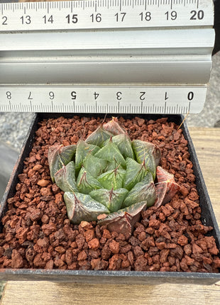 Haworthia cooperi var. obtusa 'Redstone'