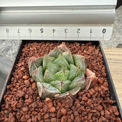Haworthia cooperi var. obtusa 'Redstone'