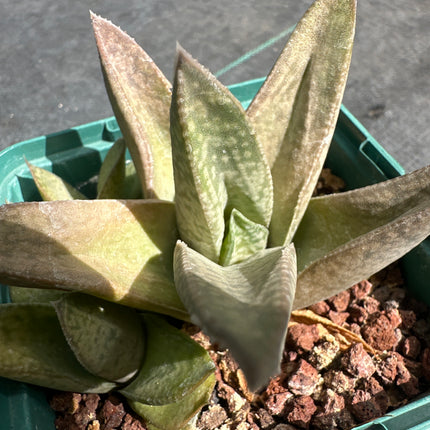 x Gasteraloe 'Marble Queen’