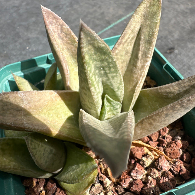 x Gasteraloe 'Marble Queen’
