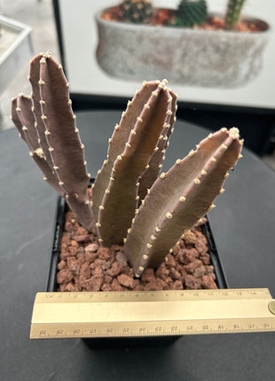 Stapelia gigantea