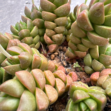 Crassula x marchandii | Crassula de Marchand