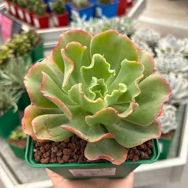Echeveria 'Dorothy'