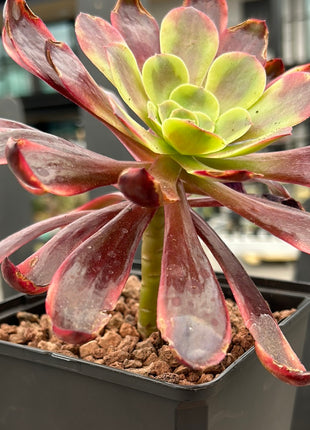 Aeonium ‘Inmortal ink’