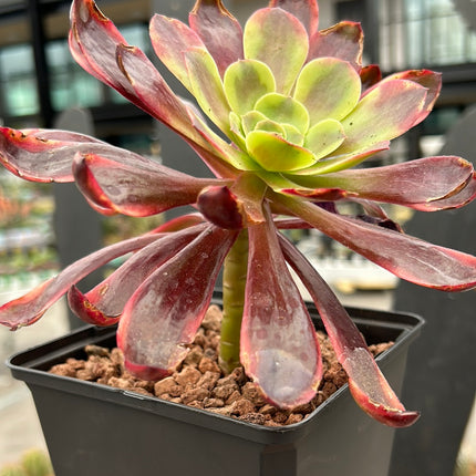 Aeonium „Unsterbliche Tinte“