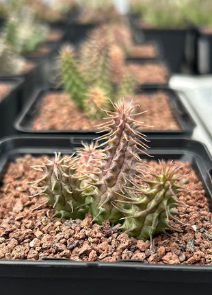 Huernia piliansii