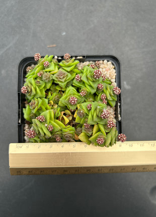 Crassula socialis