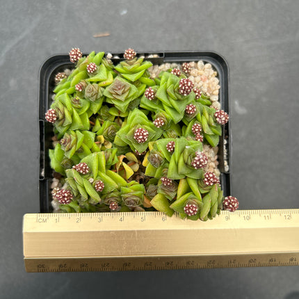Crassula socialis