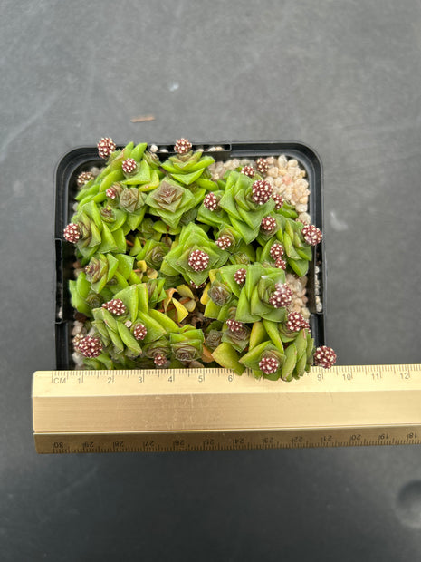 Crassula socialis