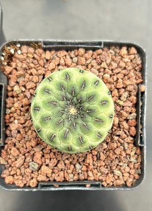 Weingartia rauschii ‘Green Apple’
