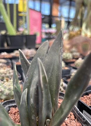 Gasteria 'Pseudonigricans' f. monstrous