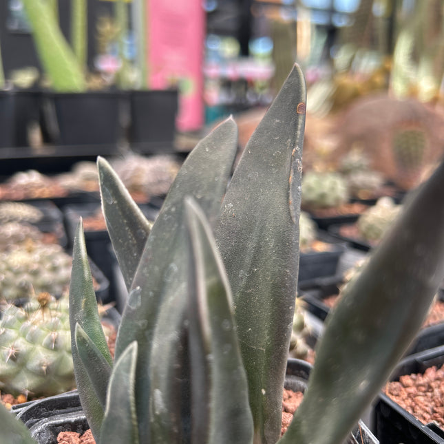 Gasteria ‘Pseudonigricans’ f. monstruosa