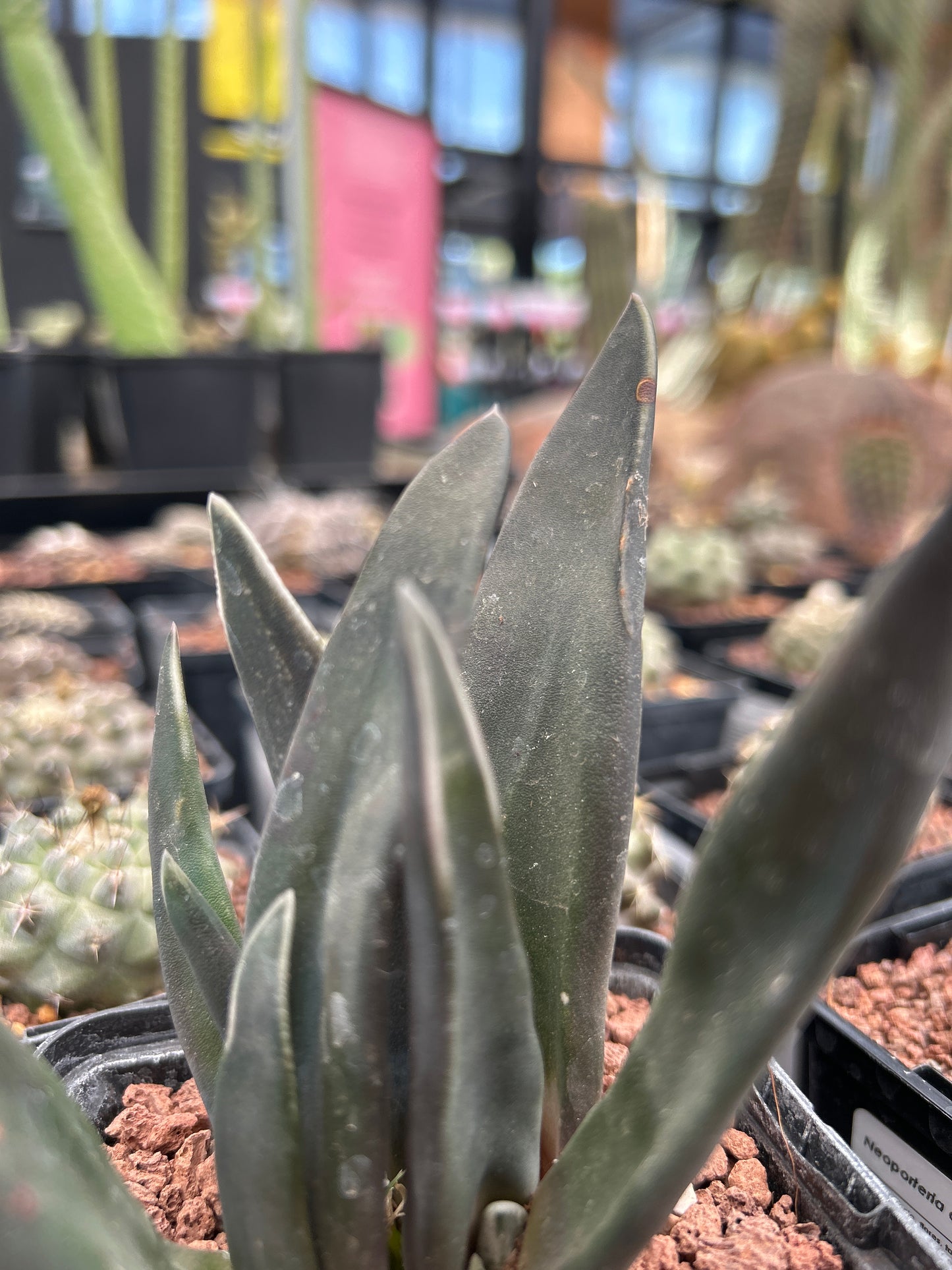 Gasteria ‘Pseudonigricans’ f. monstruosa