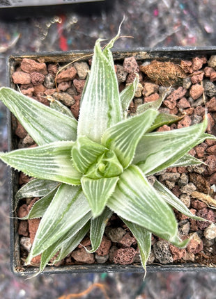 Haworthia cymbiformis 'Grey ghost'
