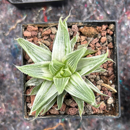 Haworthia „Grey Ghost“