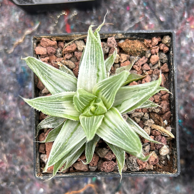Haworthia 'Grey Ghost'