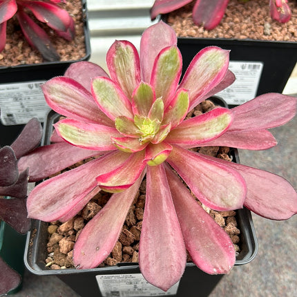 Aeonium 'Jack Catlin' variegated