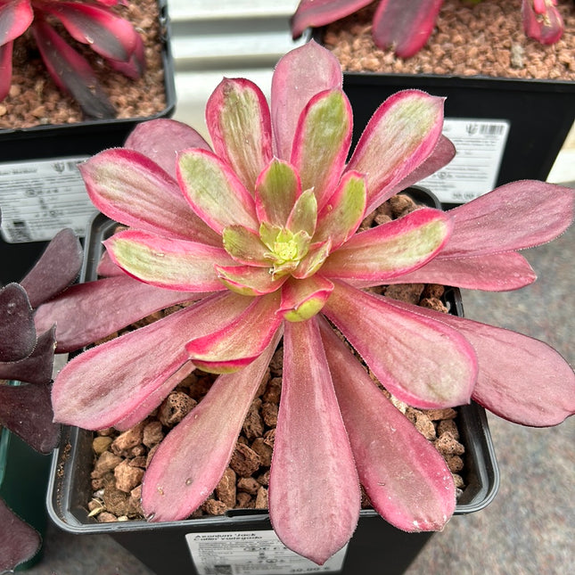 Aeonium 'Jack Catlin' variegated