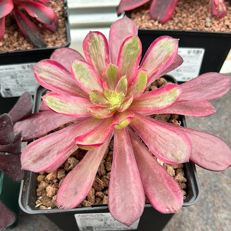 Aeonium 'Jack Catlin' bunt