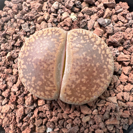 Lithops aucampiae subsp. aucampie var. aucampie C003