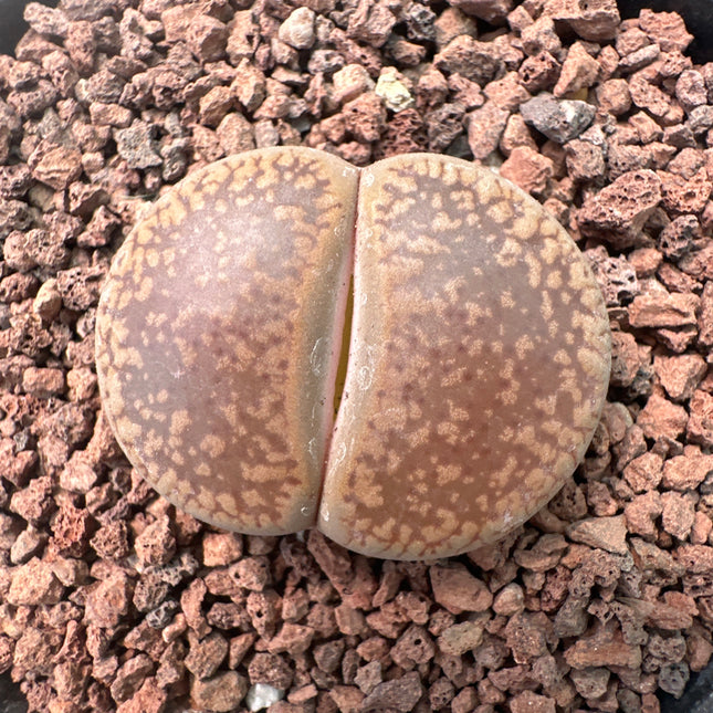 Lithops aucampiae subsp. aucampie var. aucampie C003