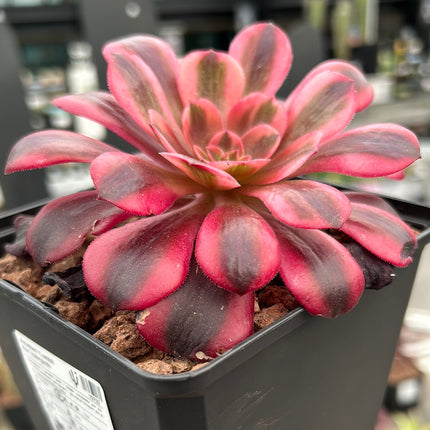 Aeonium 'Cornish rose' variegated