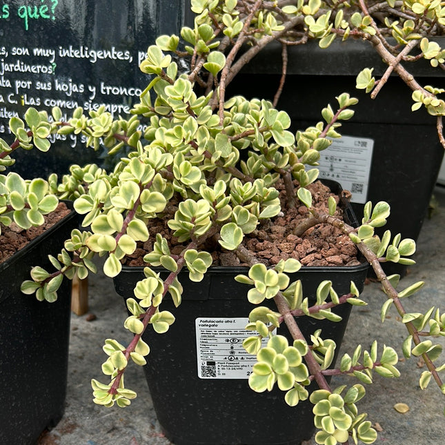 Portulacaria afra variegata
