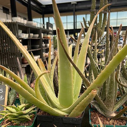 Aloe vera