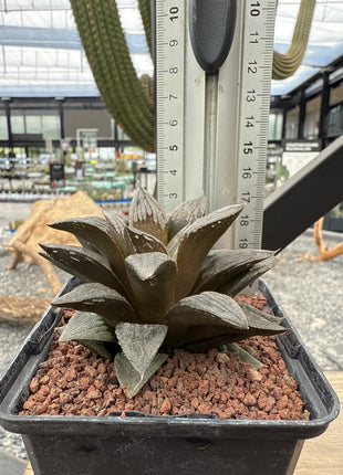 Haworthia 'Black Major'