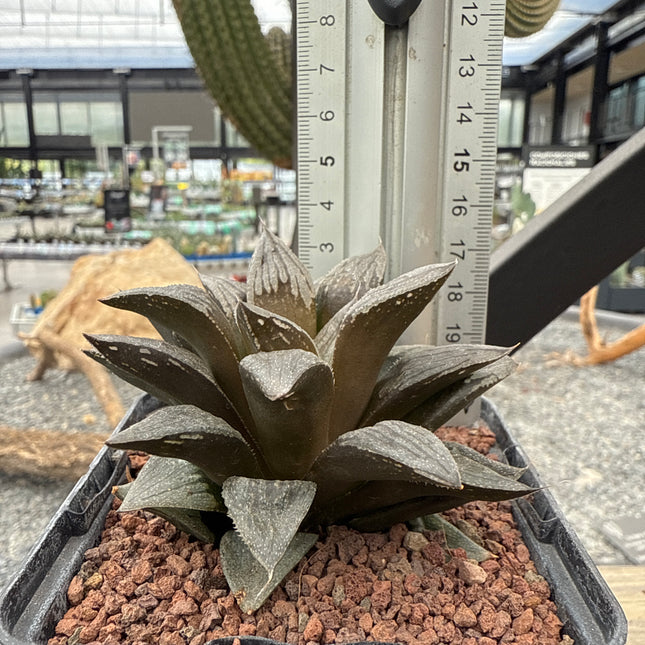 Haworthia 'Black Major'
