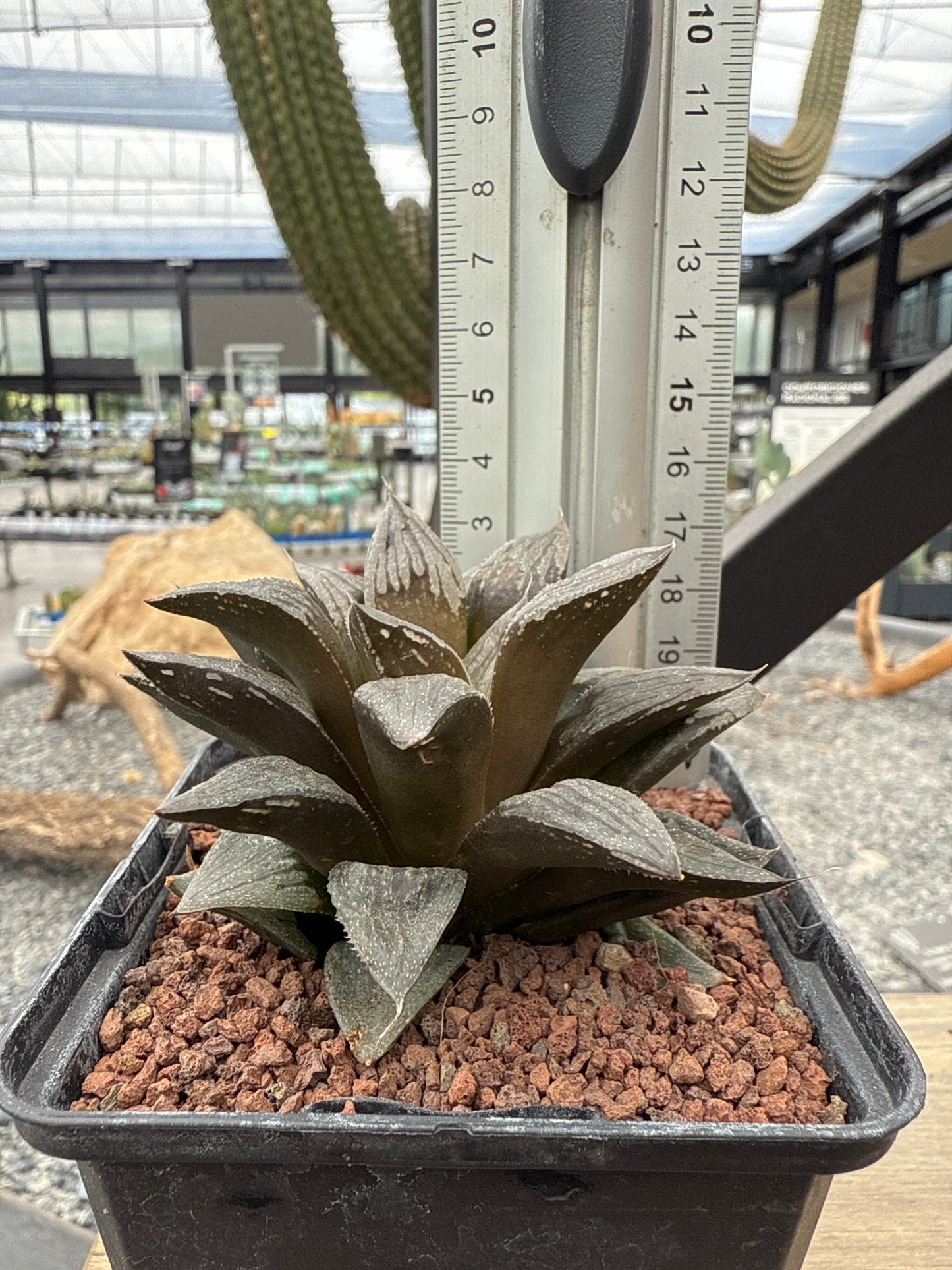 Haworthia 'Black Major'