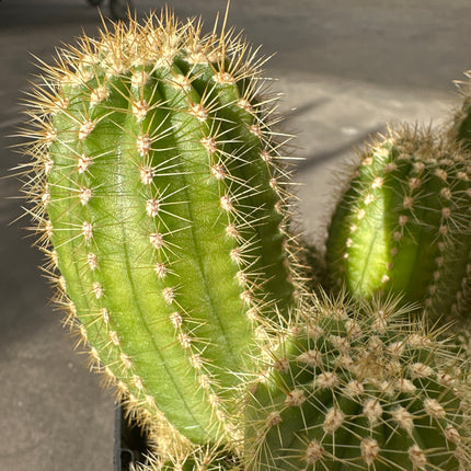 Soehrensia huascha (ex. Trichocereus) | Llama del Norte