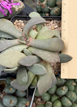 Aloinopsis spatulata
