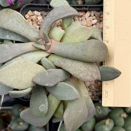 Aloinopsis spatulata