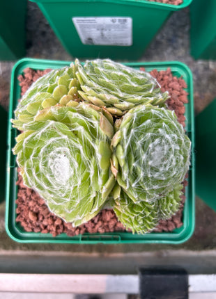 Cobweb Houseleek