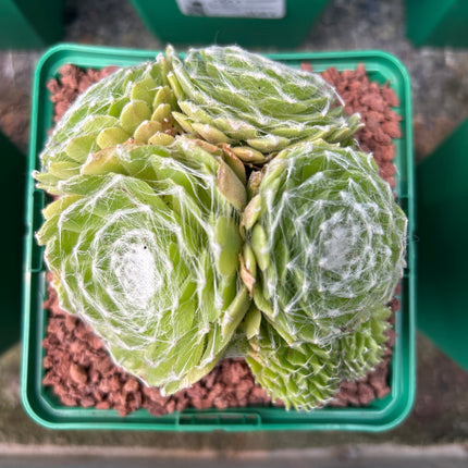 Sempervivum arachnoideum