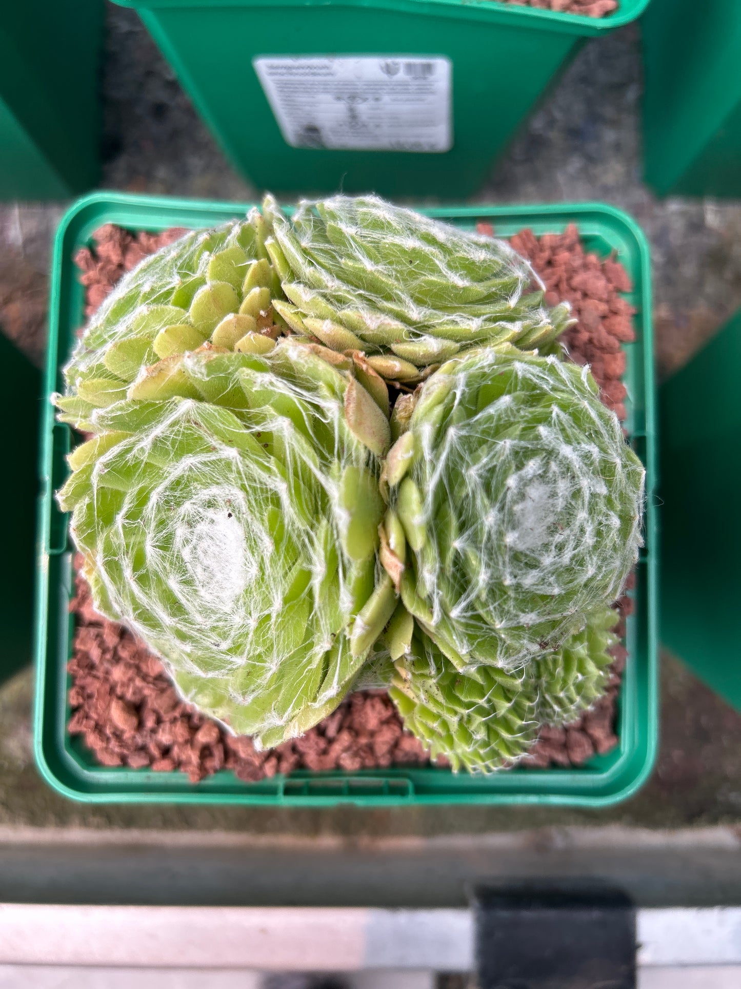 Sempervivum arachncoideum