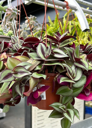 Tradescantia zebrina