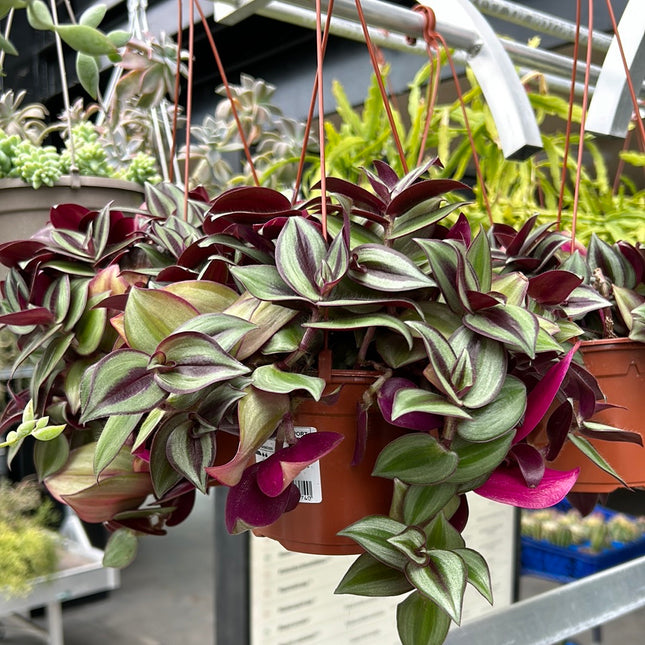 Tradescantia zebrina