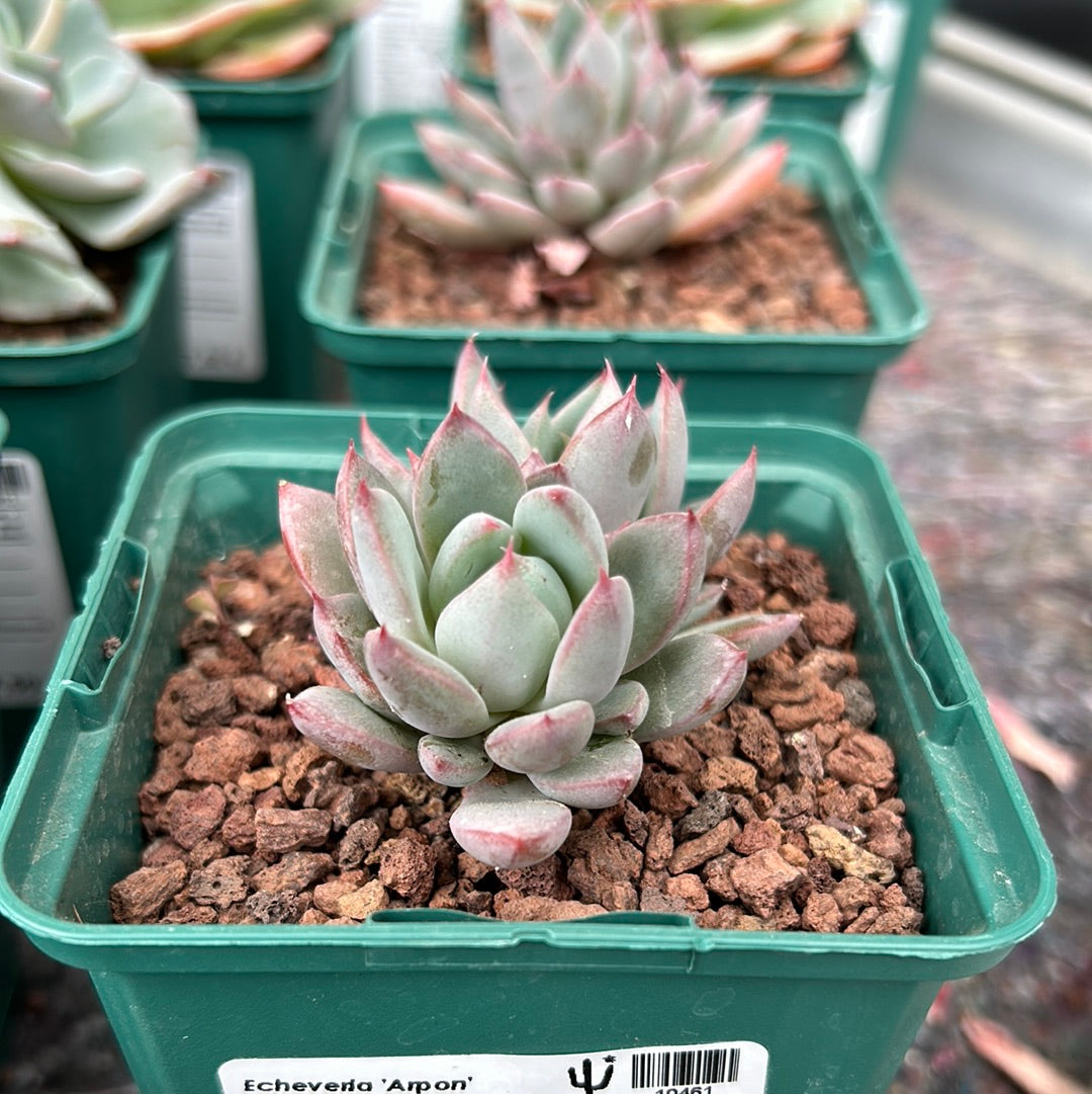 Echeveria 'Arpon'