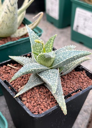 Aloe descoingsii