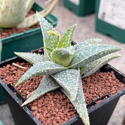 Aloe descoingsii