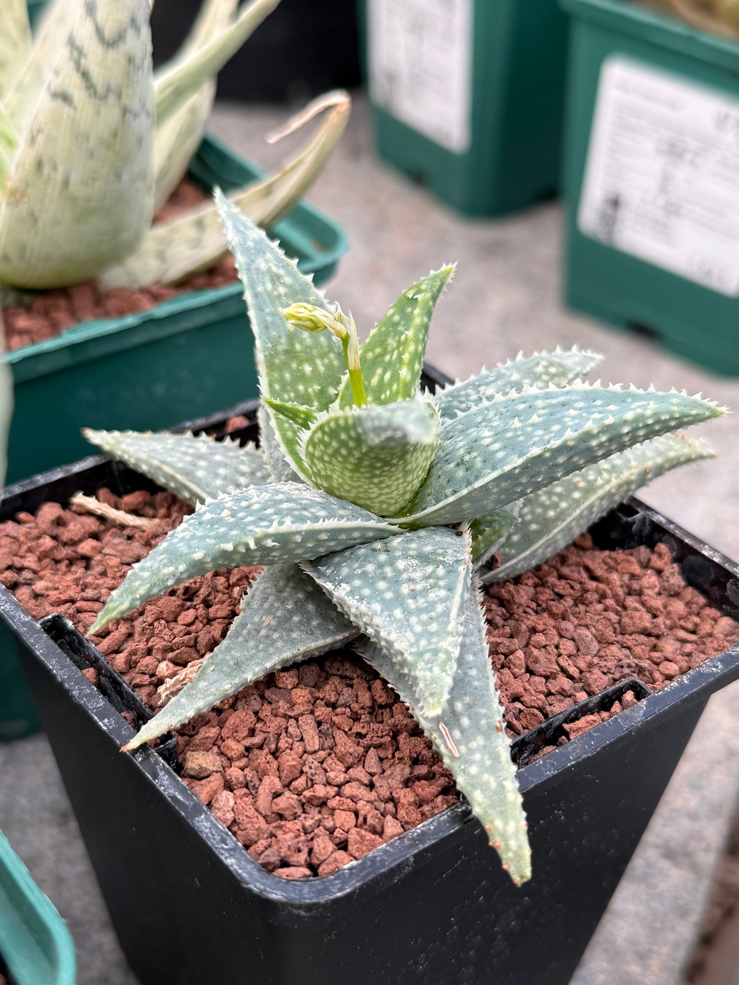 Aloe descoingsii